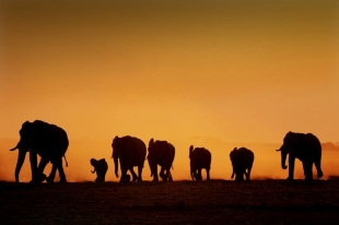 Pressebild Afrika Highlights - Elefanten, Botswana Pressebild Afrika Highlights - Elefanten, Botswana