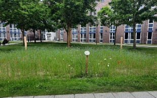 BlühflächeAmtsbrink©StadtWarenMüritz